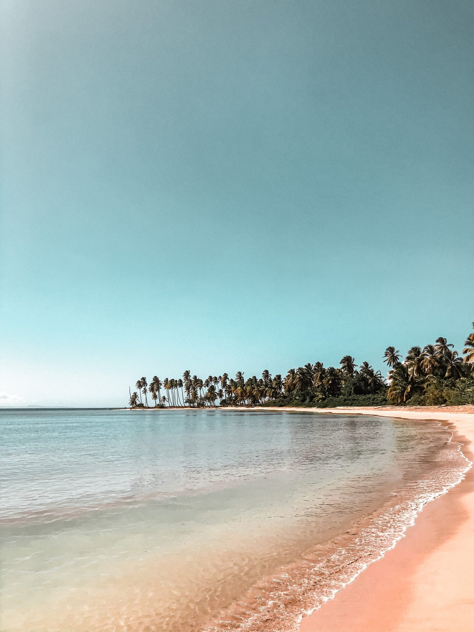 green trees on brown sand beach during daytime