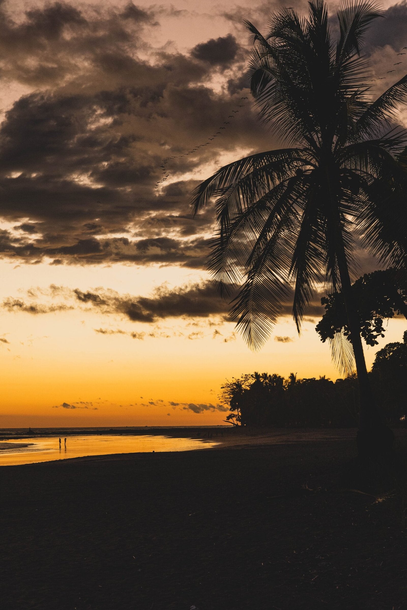 palm tree near body of water during sunset